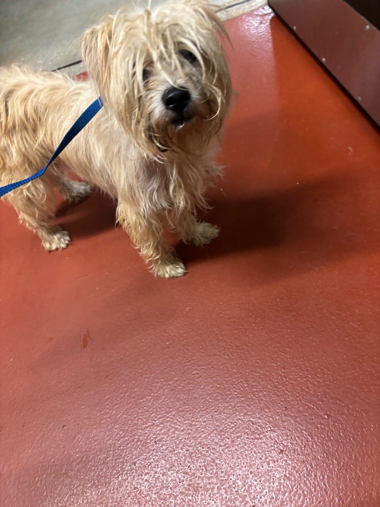 Photo of Leo, adoptable Mixed Breed in Douglasville, Georgia