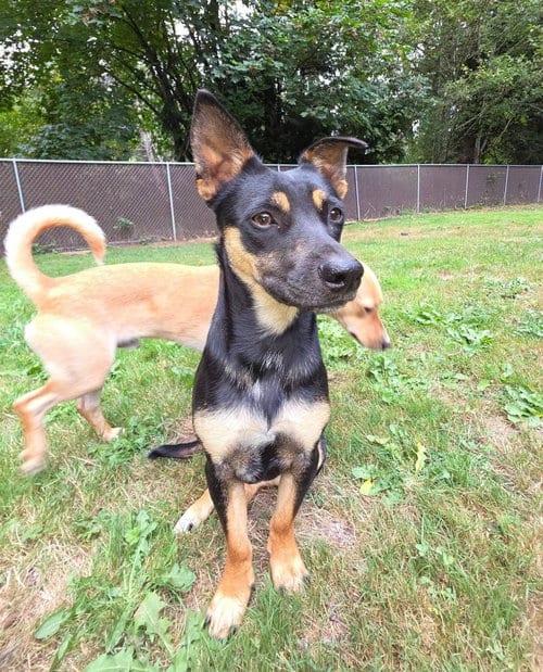 Photo of Cody a Daschshund-Corgi mix, adoptable Dachshund in Arlington, Washington
