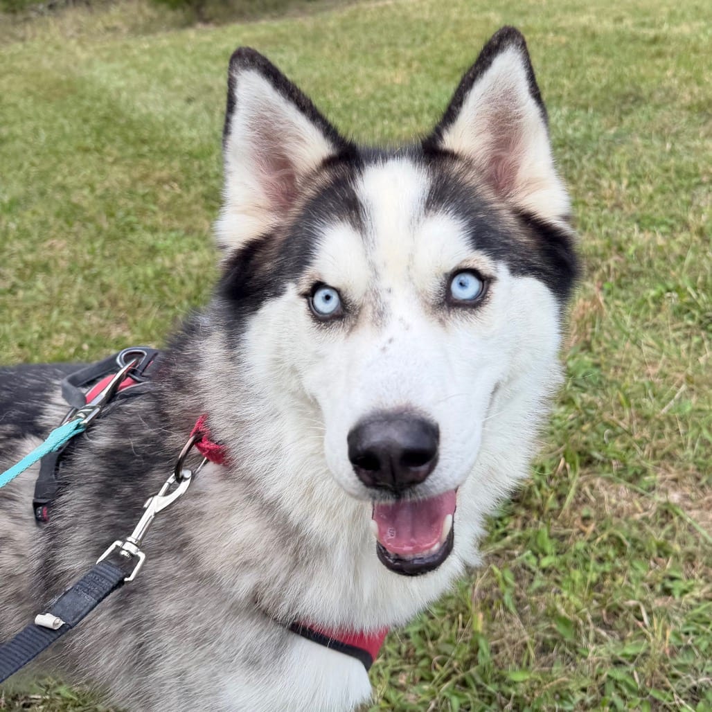 Photo of Jagger, adoptable Husky, Siberian in Staunton, Virginia