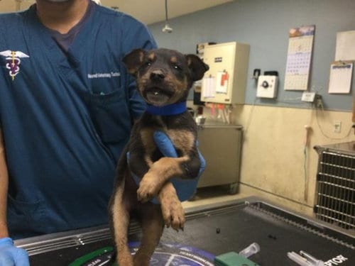 Photo of A1934130, adoptable German Shepherd Dog in Riverside, California