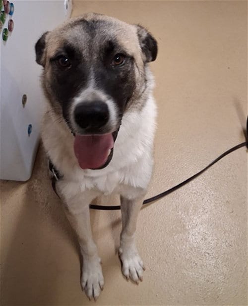 Photo of Apollo, adoptable Anatolian Shepherd in Chula Vista, California