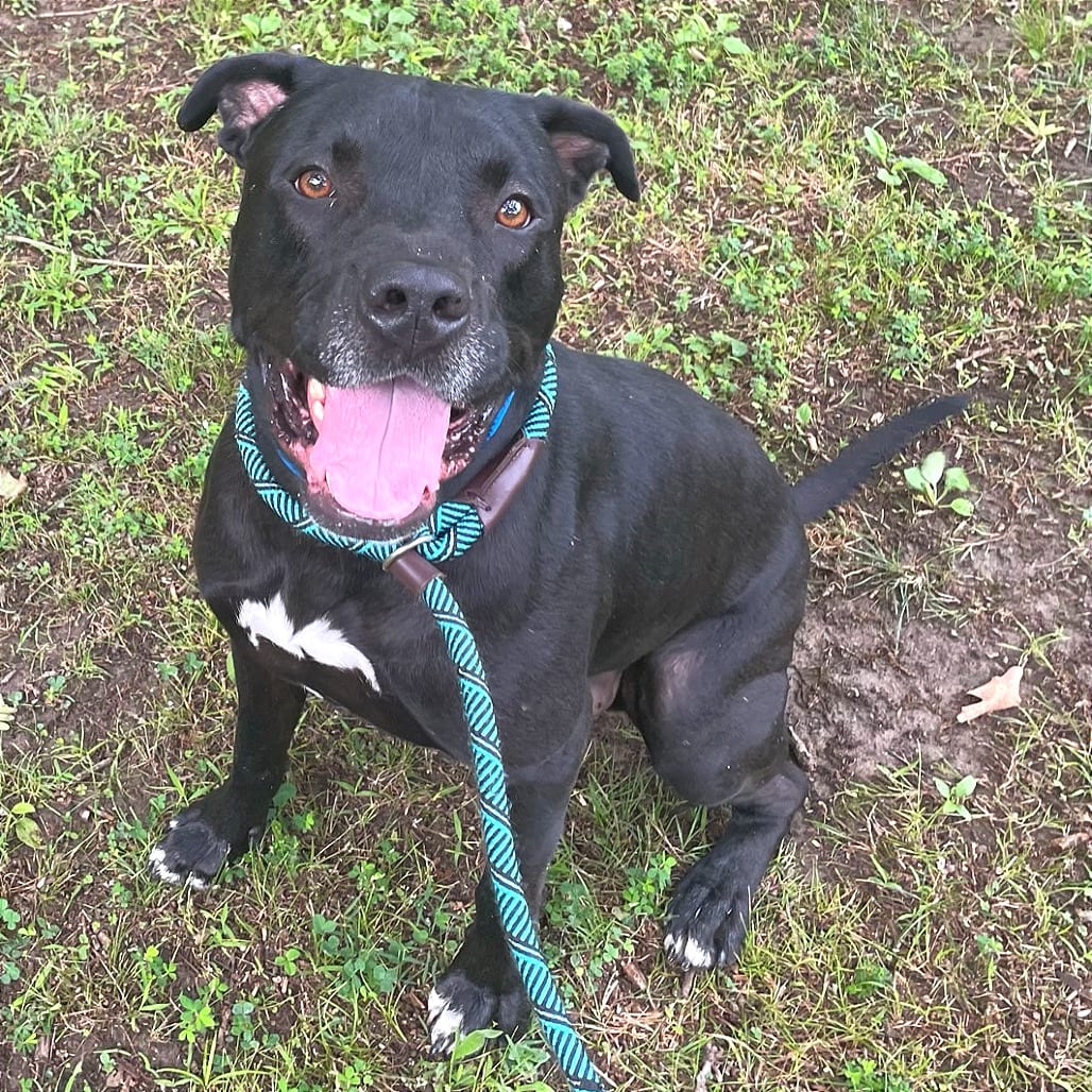 Photo of Lug, adoptable Mixed Breed (Large) in Chattanooga, Tennessee
