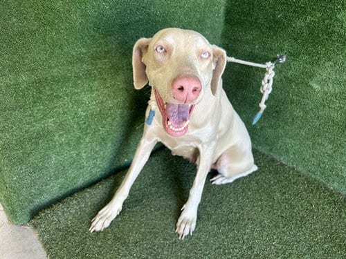 Photo of Betty, adoptable Doberman Pinscher in Lancaster, California