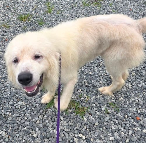 Photo of Bane, adoptable Great Pyrenees in Thomasville, North Carolina