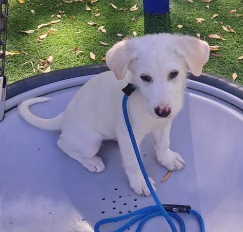 Photo of Gus, adoptable Labrador Retriever in Seattle, Washington