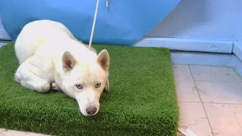 Photo of A5805608, adoptable Siberian Husky in Gardena, California