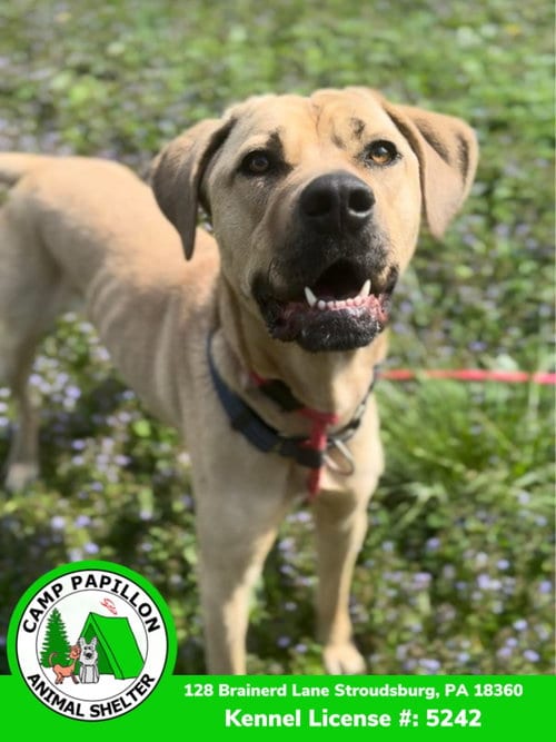Photo of Toby, adoptable Cane Corso Mastiff in Stroudsburg, Pennsylvania