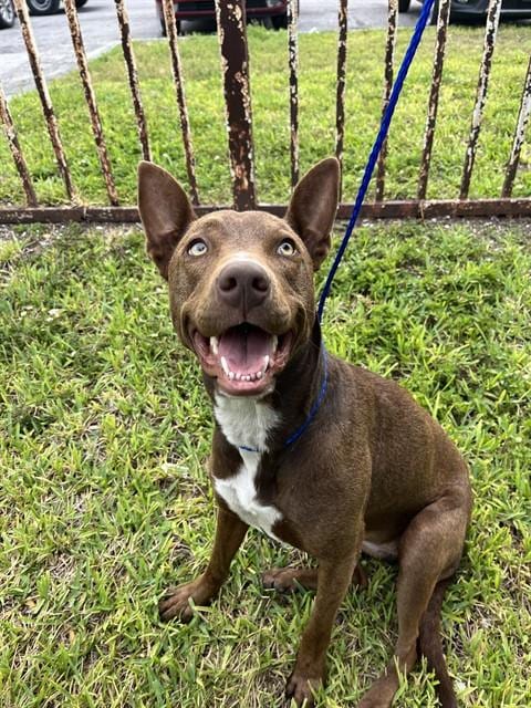 Photo of Canela, adoptable American Bulldog in Miami, Florida