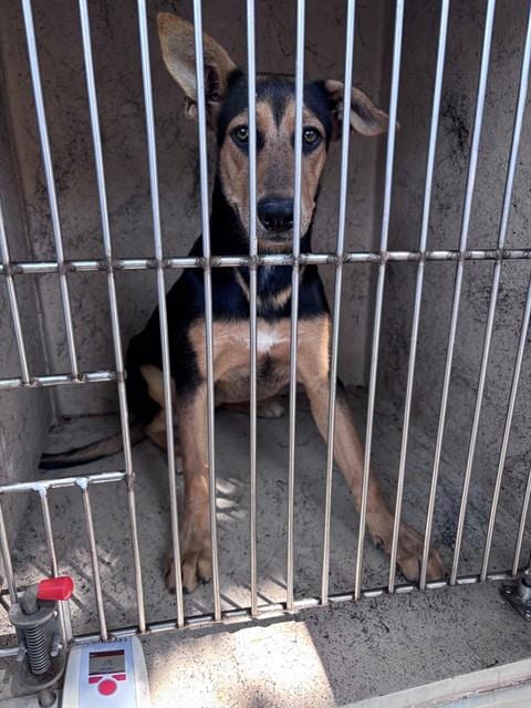Photo of A480262, adoptable German Shepherd Dog in Oklahoma City, Oklahoma