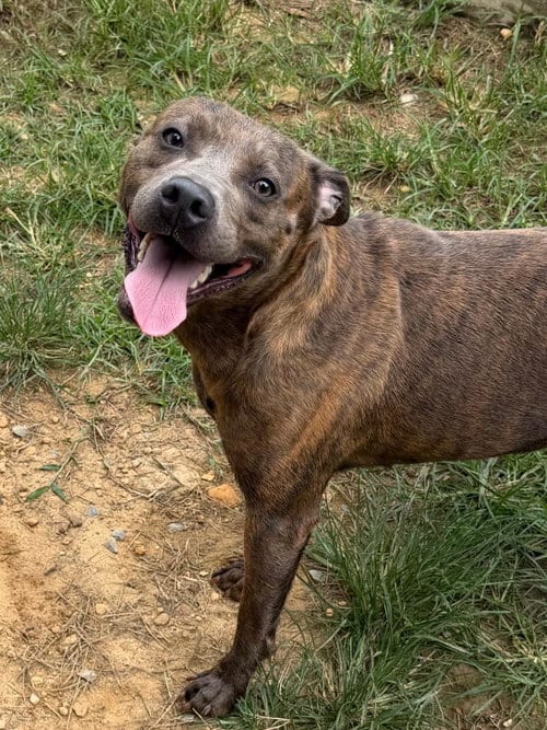 Photo of Adrian, adoptable American Pit Bull Terrier in Wetumpka, Alabama