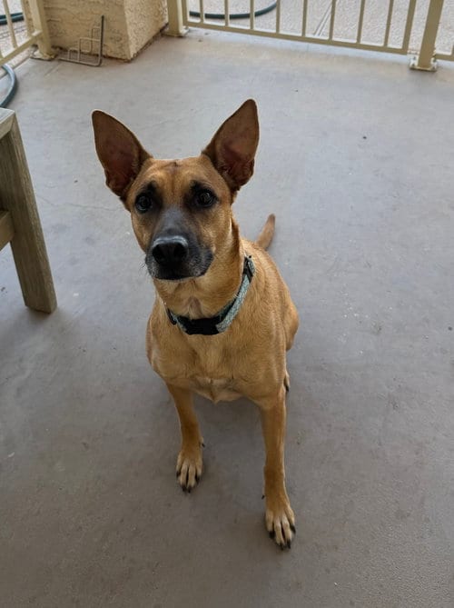 Photo of Momma Dog, adoptable Belgian Shepherd Malinois in Chandler, Arizona
