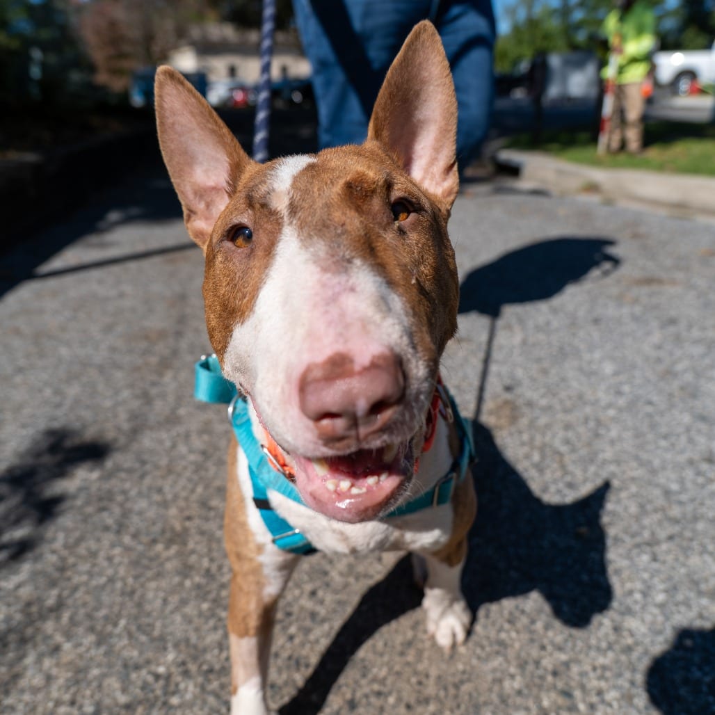 Photo of Leftovers, adoptable Terrier, Bull in Baltimore, Maryland