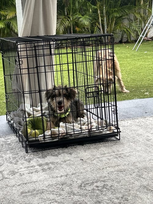 Photo of Yandi, adoptable Schnauzer in Valrico, Florida