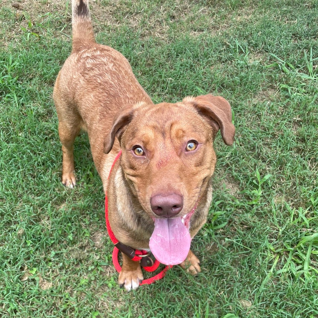 Photo of Dempsey, adoptable Mixed Breed (Medium) in Chattanooga, Tennessee