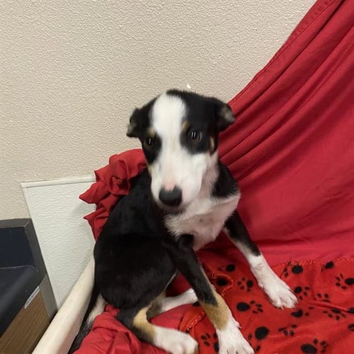 Photo of A614841, adoptable Border Collie in Modesto, California