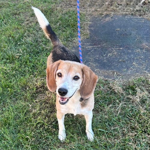 Photo of Buddy Beagle 2026, adoptable Beagle in Batavia, Ohio