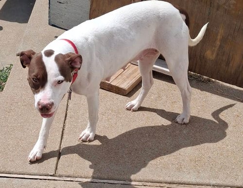 Photo of Catania, adoptable Terrier in St. Louis, Missouri