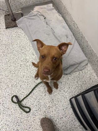 Photo of Ellis, adoptable dog in Atlanta, Georgia