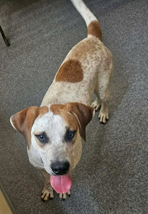 Photo of Brownie, adoptable Hound in Low Moor, Virginia