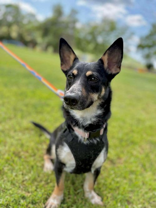 Photo of Penelope, adoptable Cattle Dog in Visalia, California