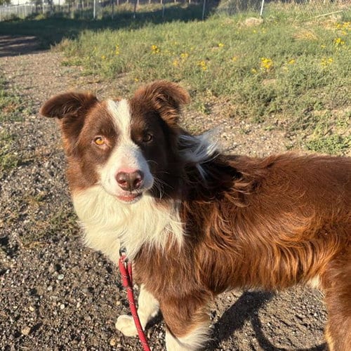 Photo of Myers, adoptable Border Collie in Aurora, Colorado