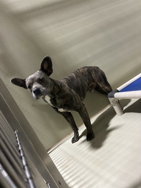 Photo of Loco, adoptable Pit Bull Terrier in Bakersfield, California