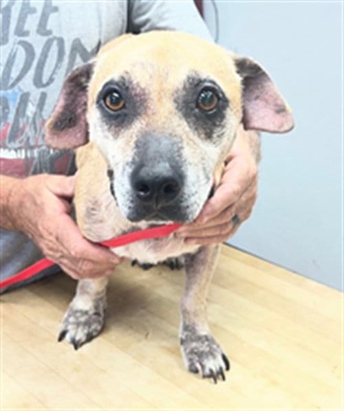Photo of Ginger, adoptable Pug in Lake Isabella, California