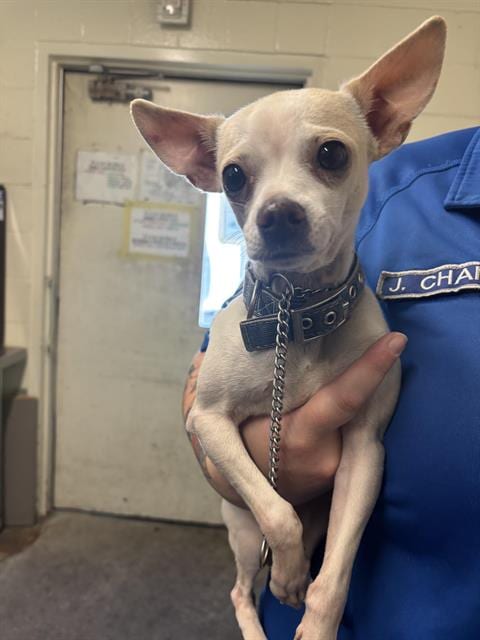 Photo of Baby Boy, adoptable Chihuahua in Sacramento, California