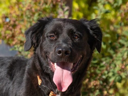 Photo of Mae Mae, adoptable Labrador Retriever in San Andreas, California