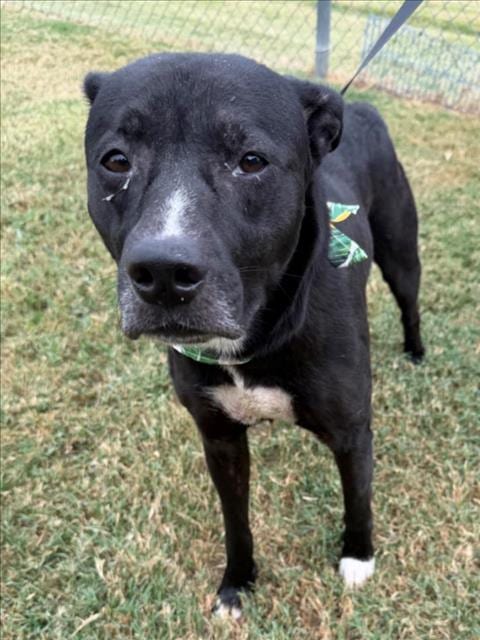 Photo of Hunter, adoptable Pit Bull Terrier in Tulsa, Oklahoma