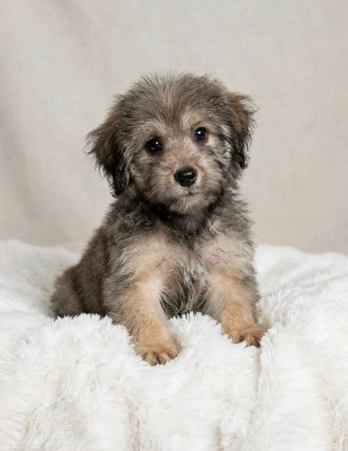 Photo of Lyla, adoptable Yorkshire Terrier Yorkie in Newark, Delaware