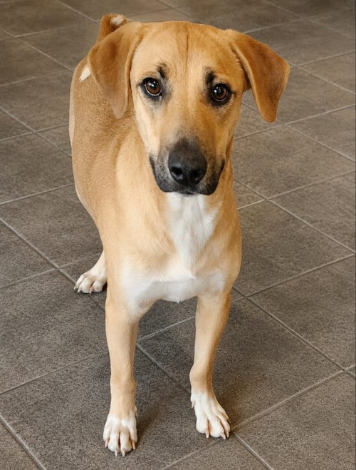 Photo of Gator, adoptable Black Mouth Cur in Fairfax, Virginia