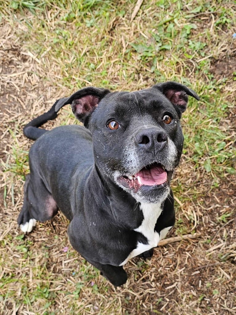 Photo of Trista, adoptable Pit Bull Terrier in Chickamauga, Georgia