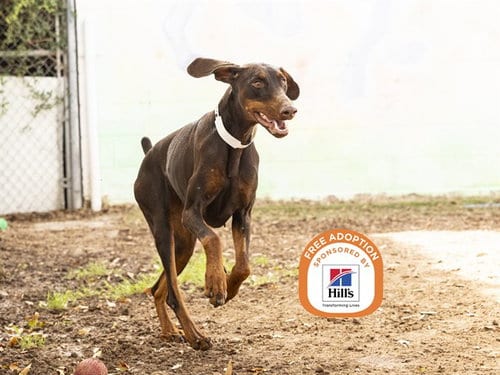 Photo of April, adoptable Doberman Pinscher in Phoenix, Arizona