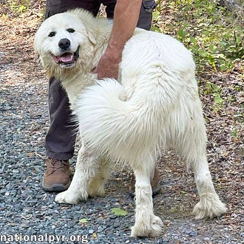 Photo of Red the White Dog in NJ - Eager-To-Please Sweetie, adoptable Great Pyrenees in Beacon, New York