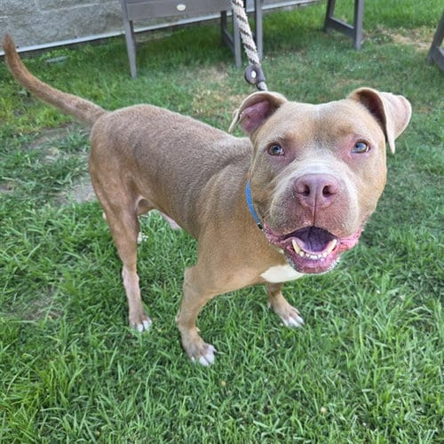 Photo of Dutch, adoptable Pit Bull Terrier in Long Beach, California