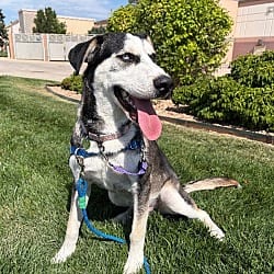 Photo of Revali, adoptable Husky in Fort Collins, Colorado