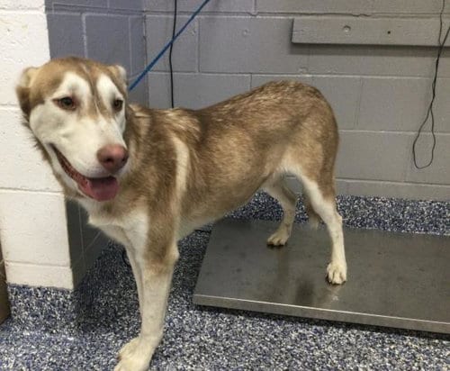 Photo of A1938554, adoptable Siberian Husky in Thousand Palms, California