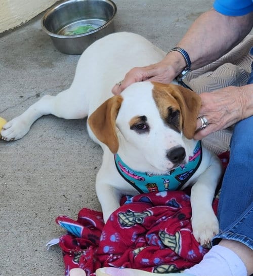 Photo of Bandit, adoptable Catahoula Leopard Dog in Gun Barrel City, Texas