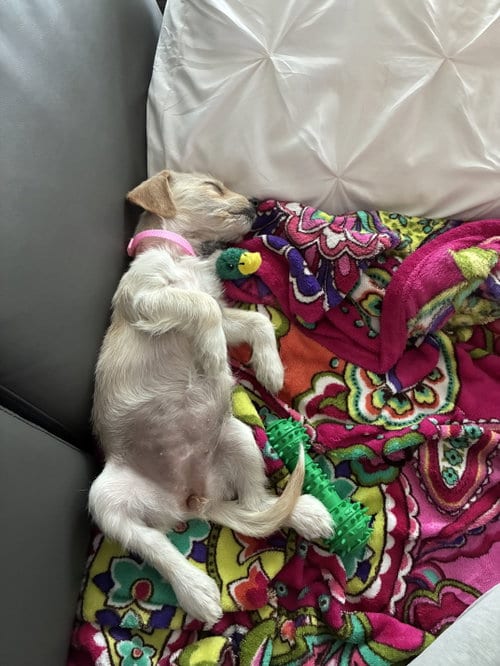 Photo of Birdie - "B" Litter, adoptable Terrier in Holly Springs, North Carolina