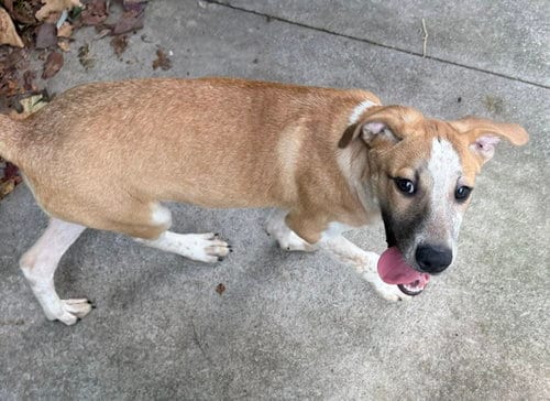 Photo of Edward, adoptable Coonhound in Carrollton, Georgia