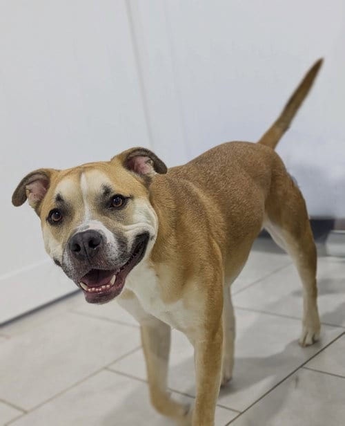 Photo of Tank, adoptable Boxer in The Woodlands, Texas