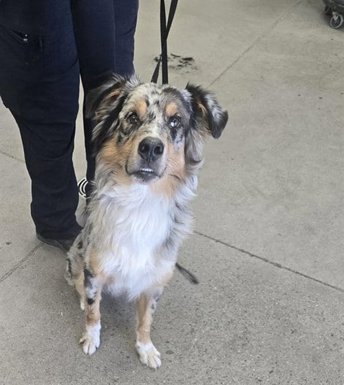 Photo of Kritter, adoptable Australian Shepherd in Mesa, Arizona
