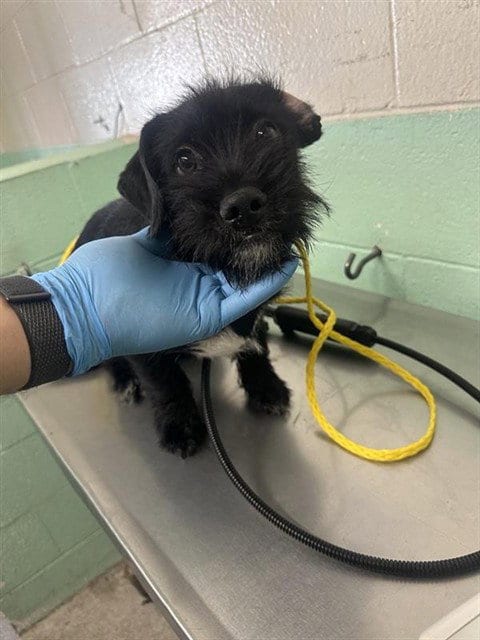 Photo of Poe, adoptable Terrier in Sacramento, California