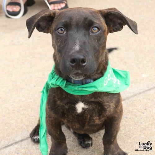 Photo of Orzo, adoptable Pointer in Washington, District of Columbia