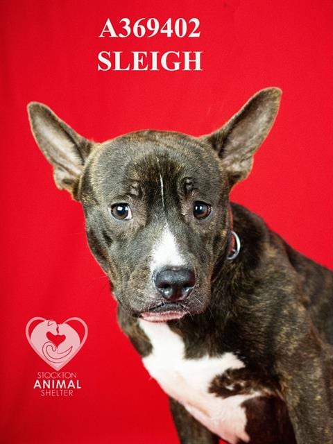 Photo of Sleigh, adoptable Pit Bull Terrier in Stockton, California