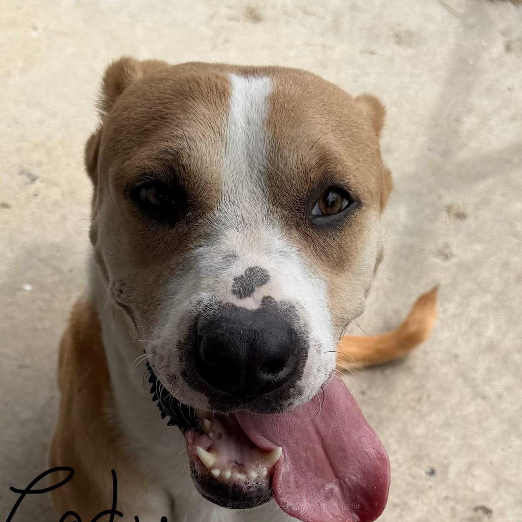 Photo of Lady, adoptable Mixed Breed (Medium) in Houston, Texas