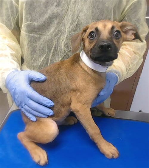 Photo of Frito, adoptable German Shepherd Dog in Phoenix, Arizona