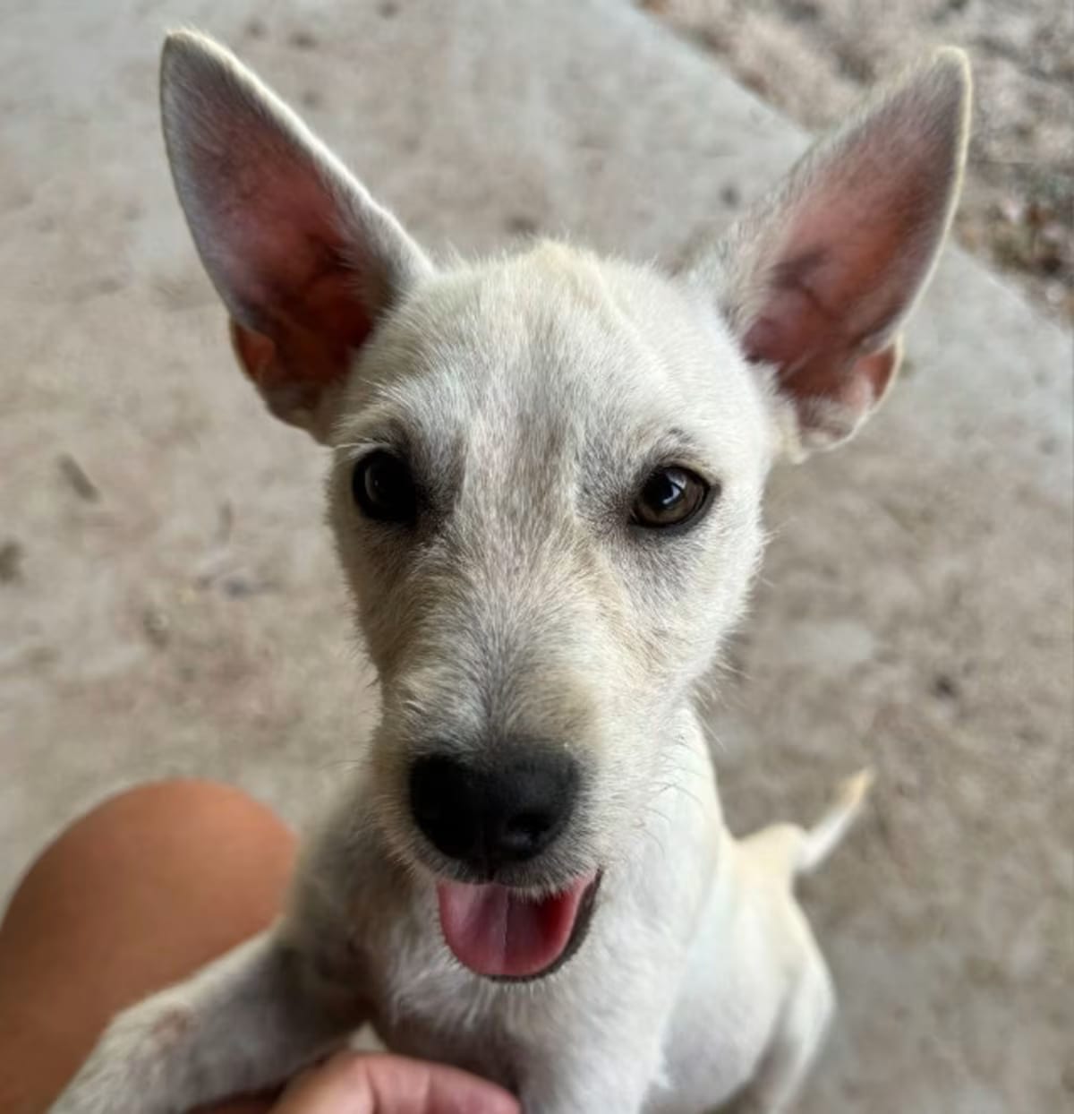 Photo of Dolly, adoptable Jack Russell Terrier/Dachshund in Denver, Colorado