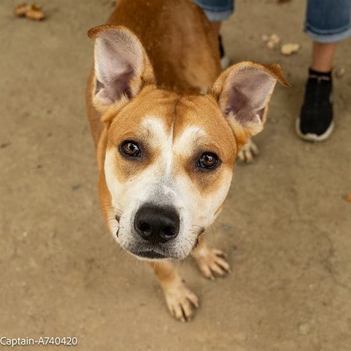 Photo of Captain, adoptable German Shepherd Dog in Sacramento, California